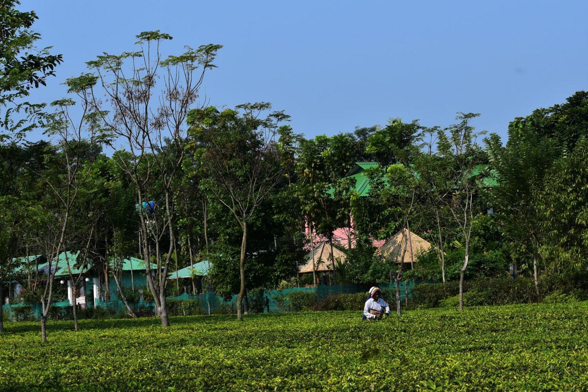Grasshopper Jungle Queen Resort Chalsa ภายนอก รูปภาพ