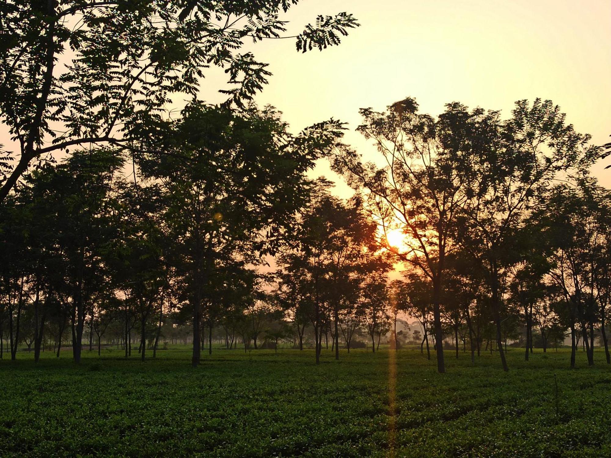 Grasshopper Jungle Queen Resort Chalsa ภายนอก รูปภาพ
